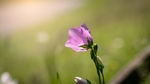 铃当花