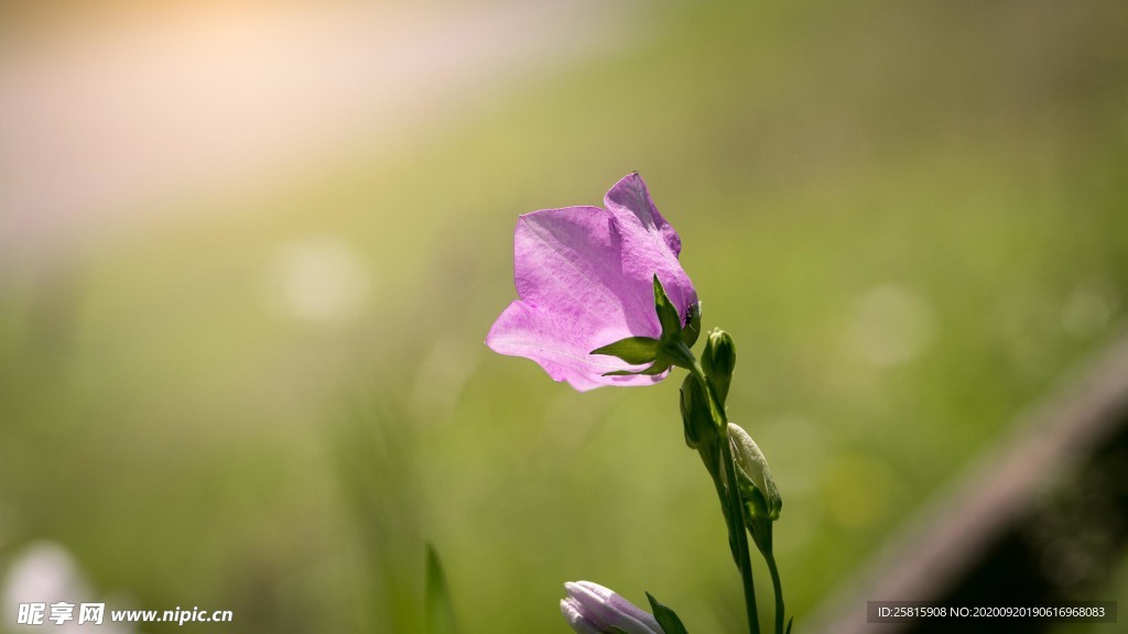 铃当花