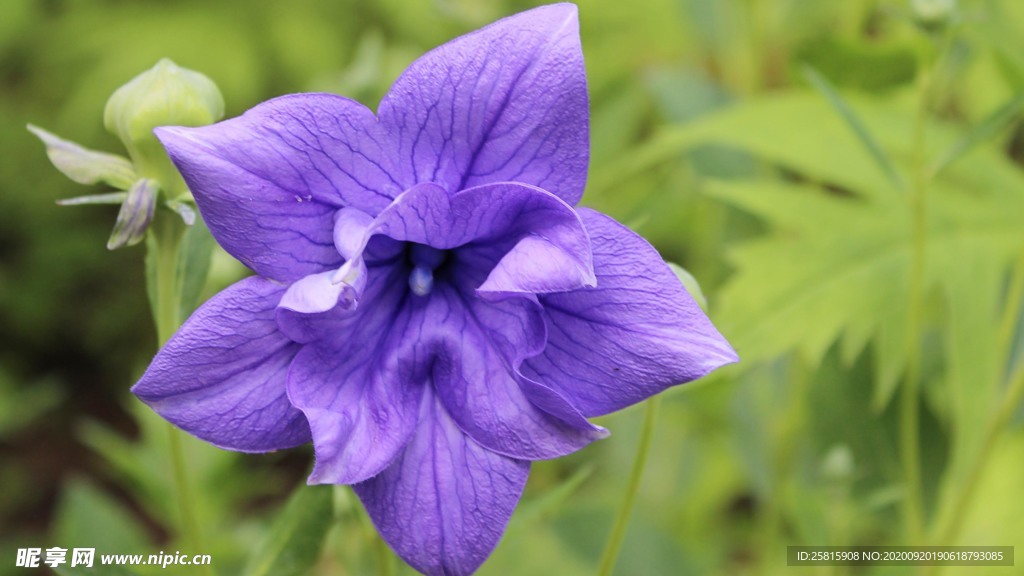 铃当花