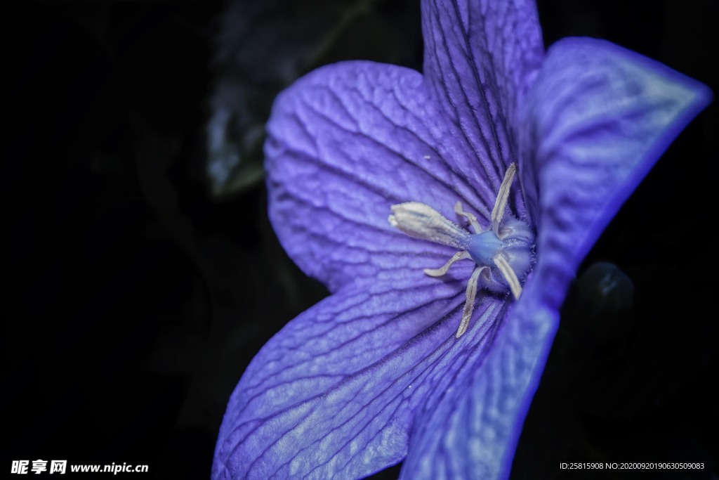 铃当花