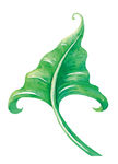 简约绿植装饰画