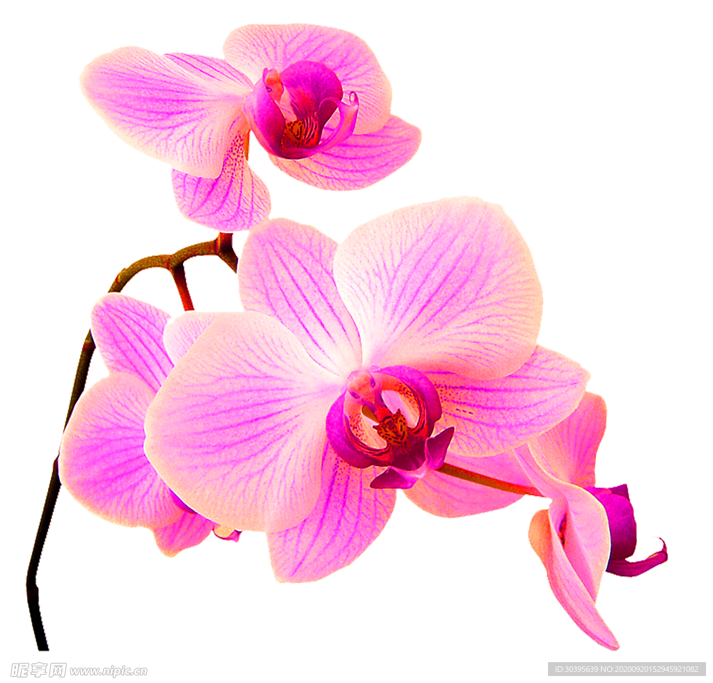 花素材