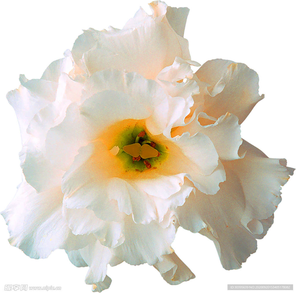 花素材