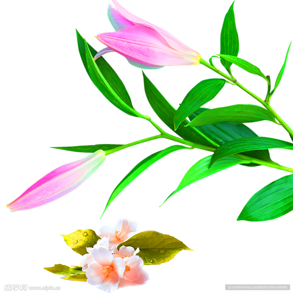 花素材
