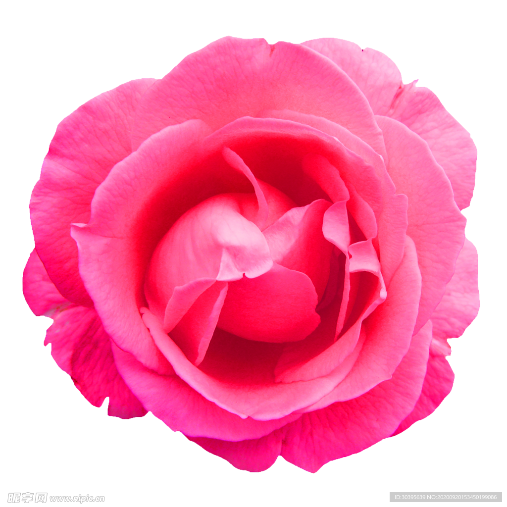 花素材