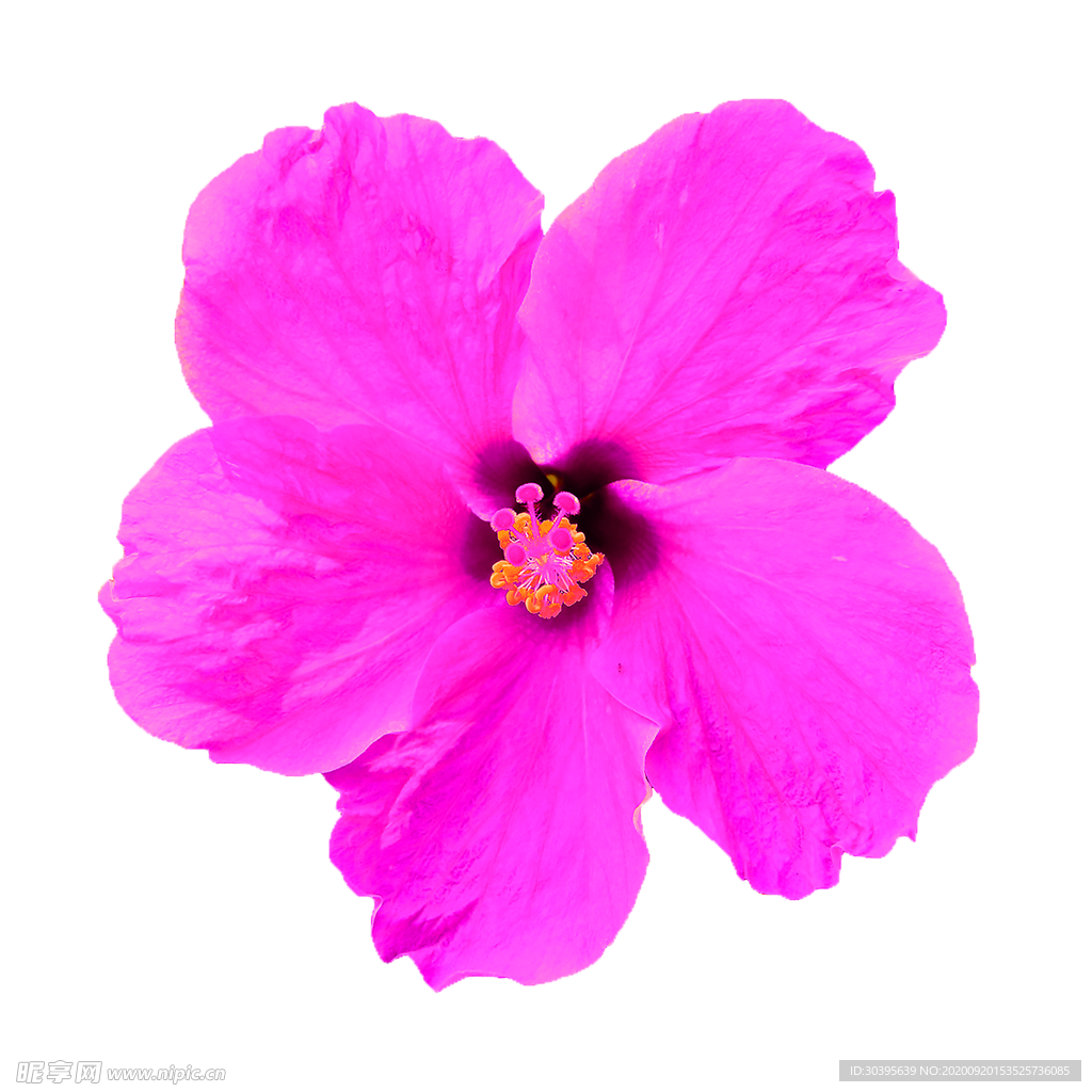 花素材