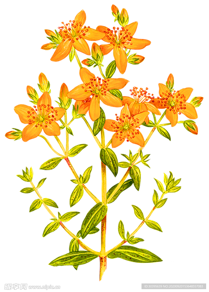 花素材