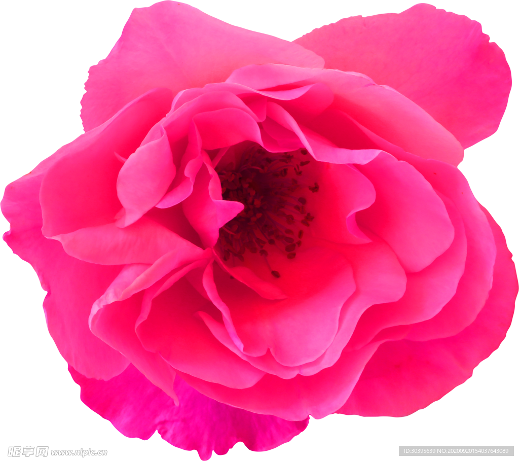 花素材