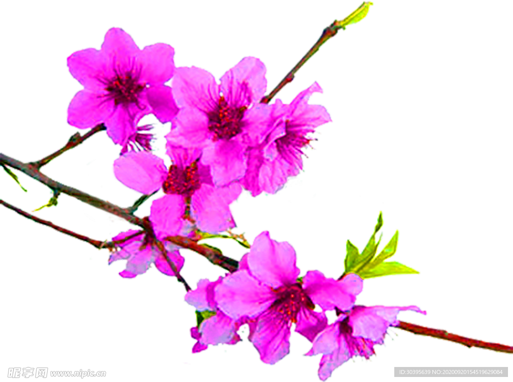 花素材