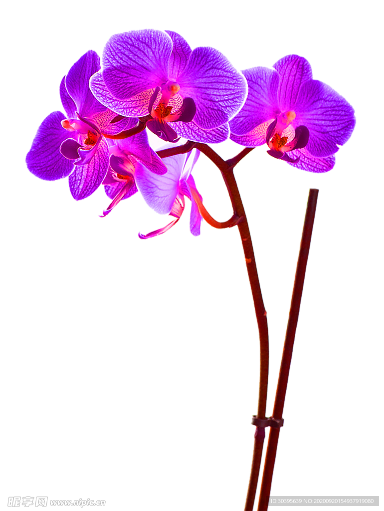花素材