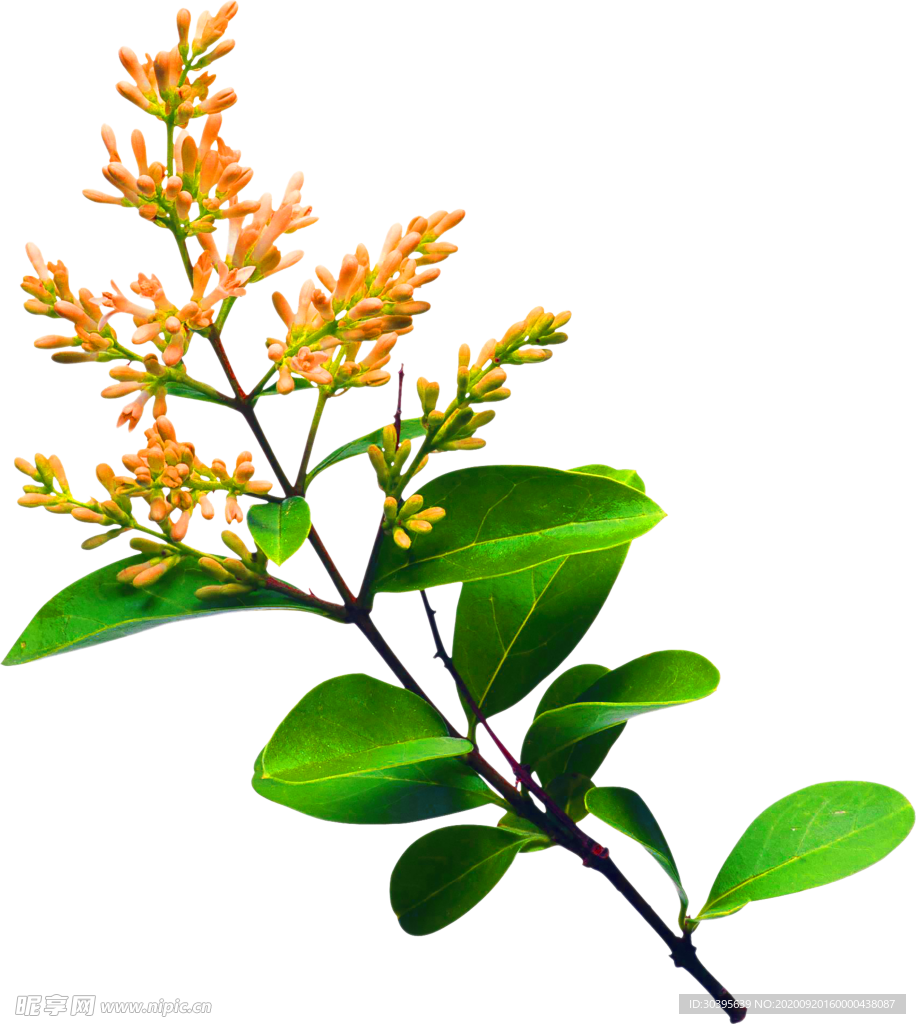 花素材