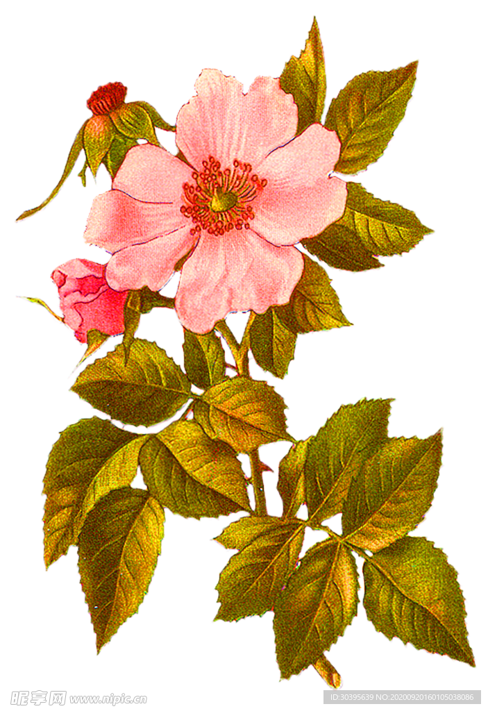 花素材