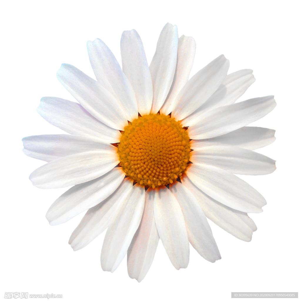 花素材