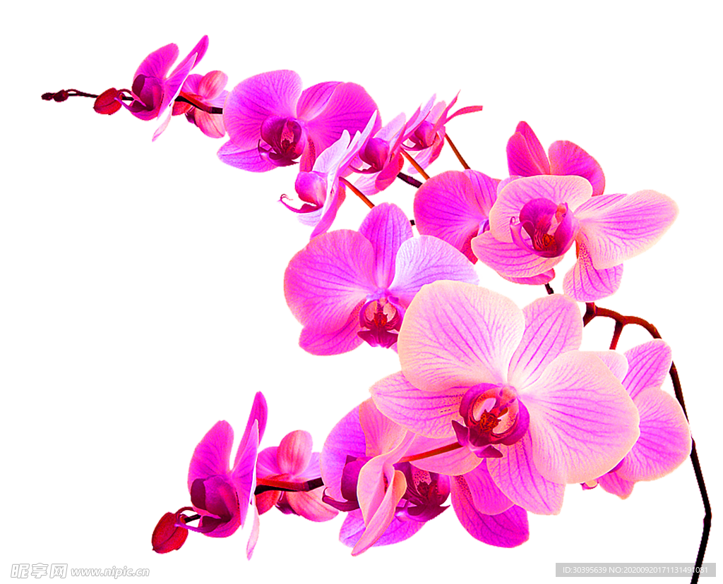 花素材