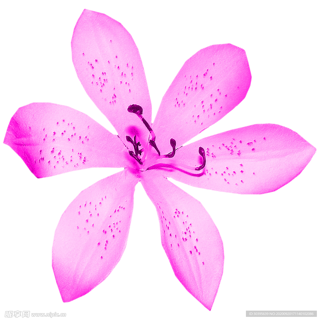 花素材