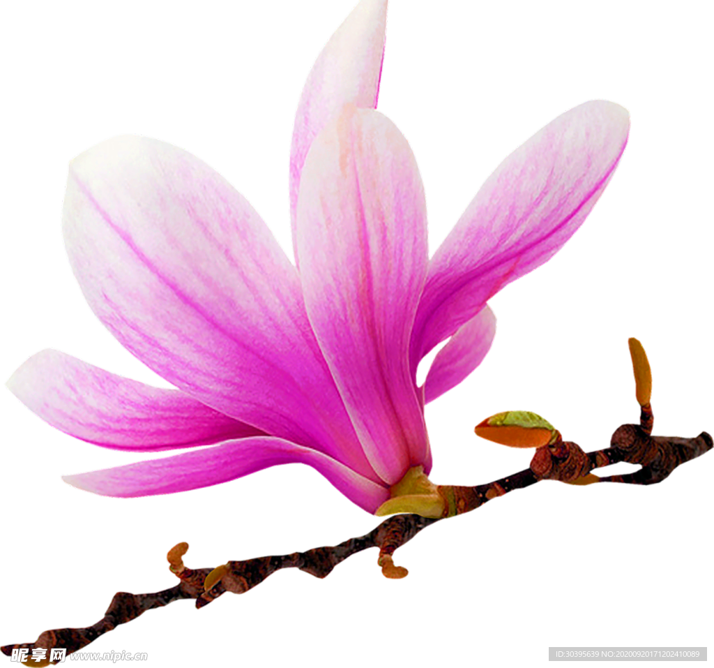 花素材