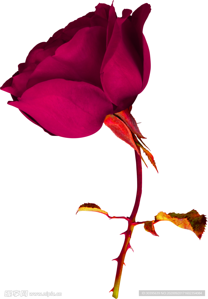 花素材