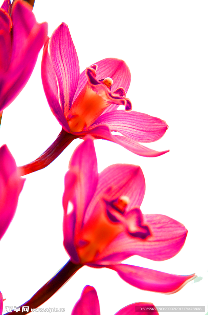 花素材
