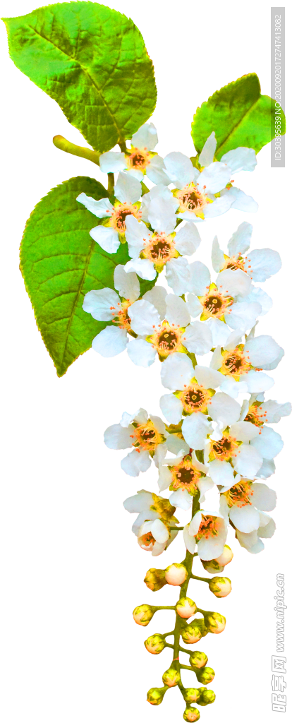 花素材