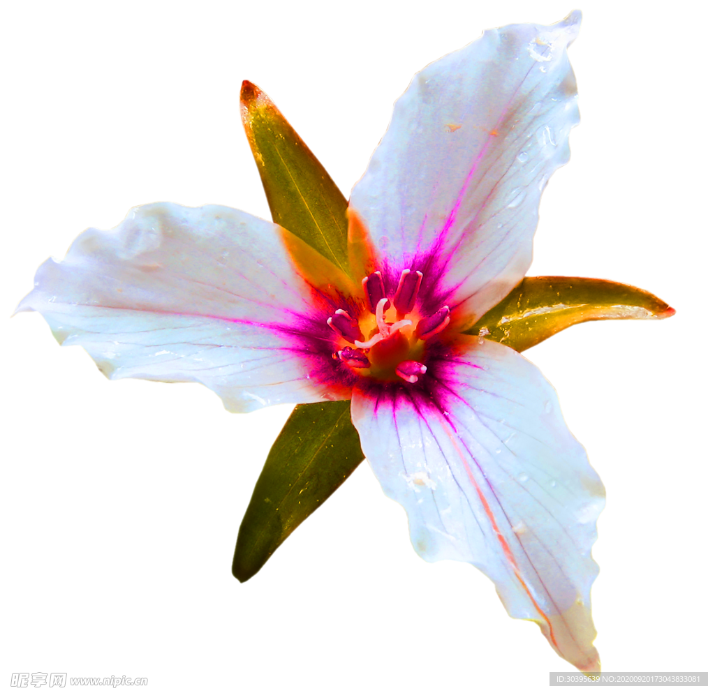 花素材