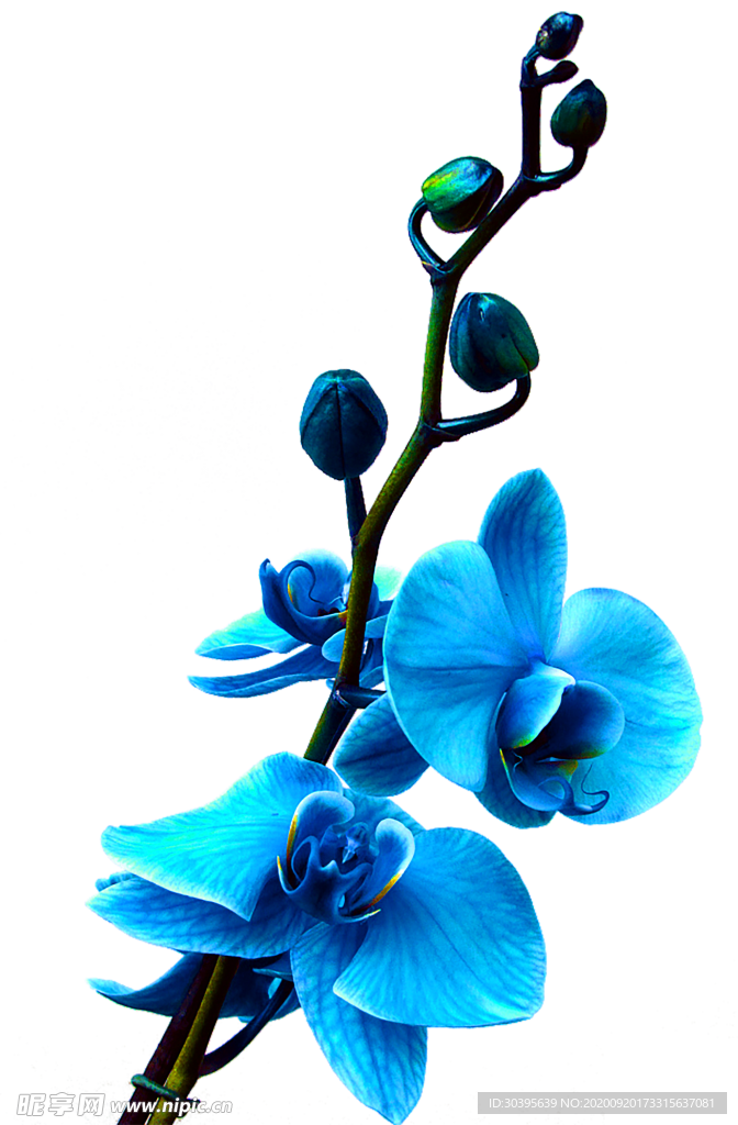 花素材
