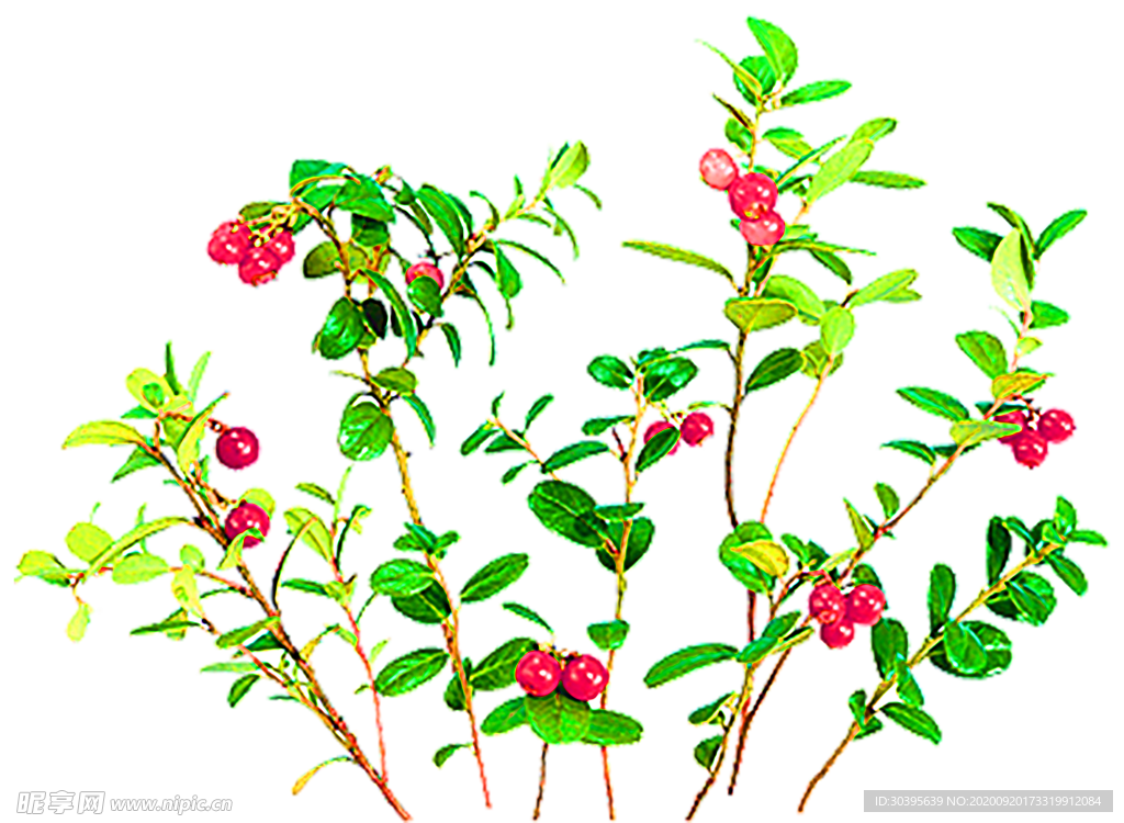 花素材