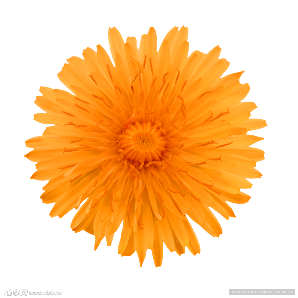 花素材