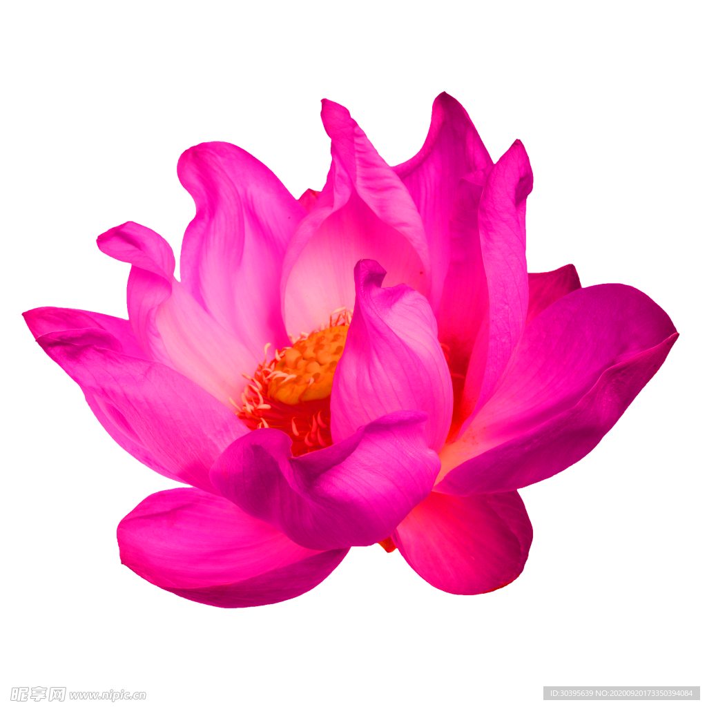 花素材