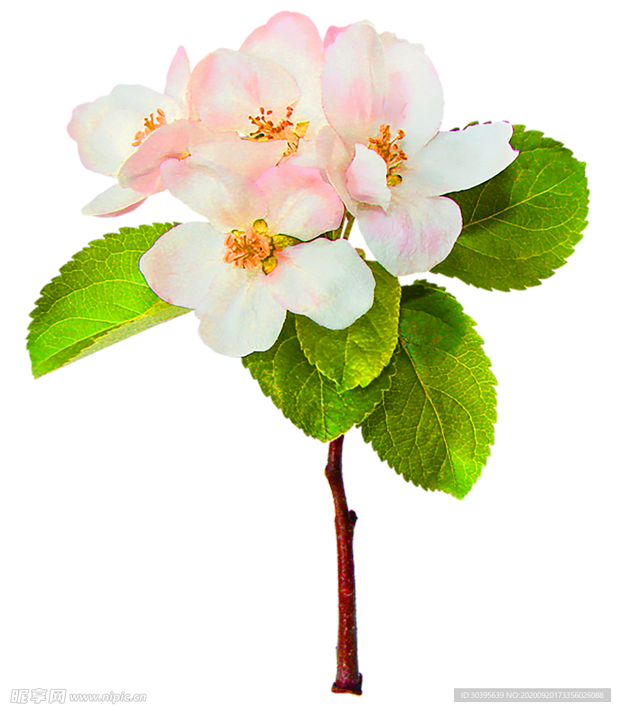 花素材