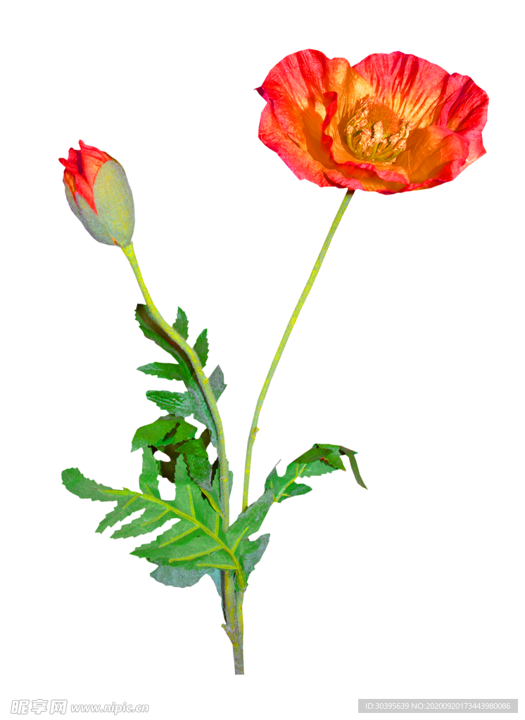 花素材