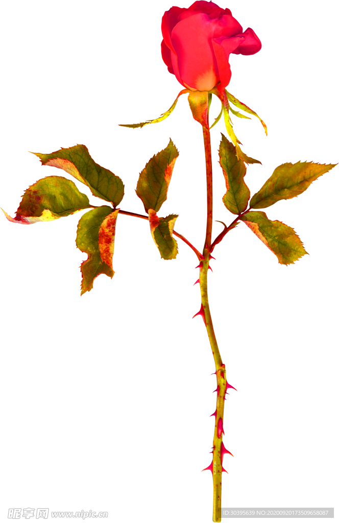花素材