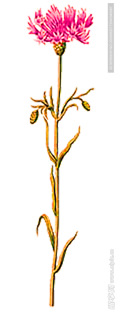 花素材