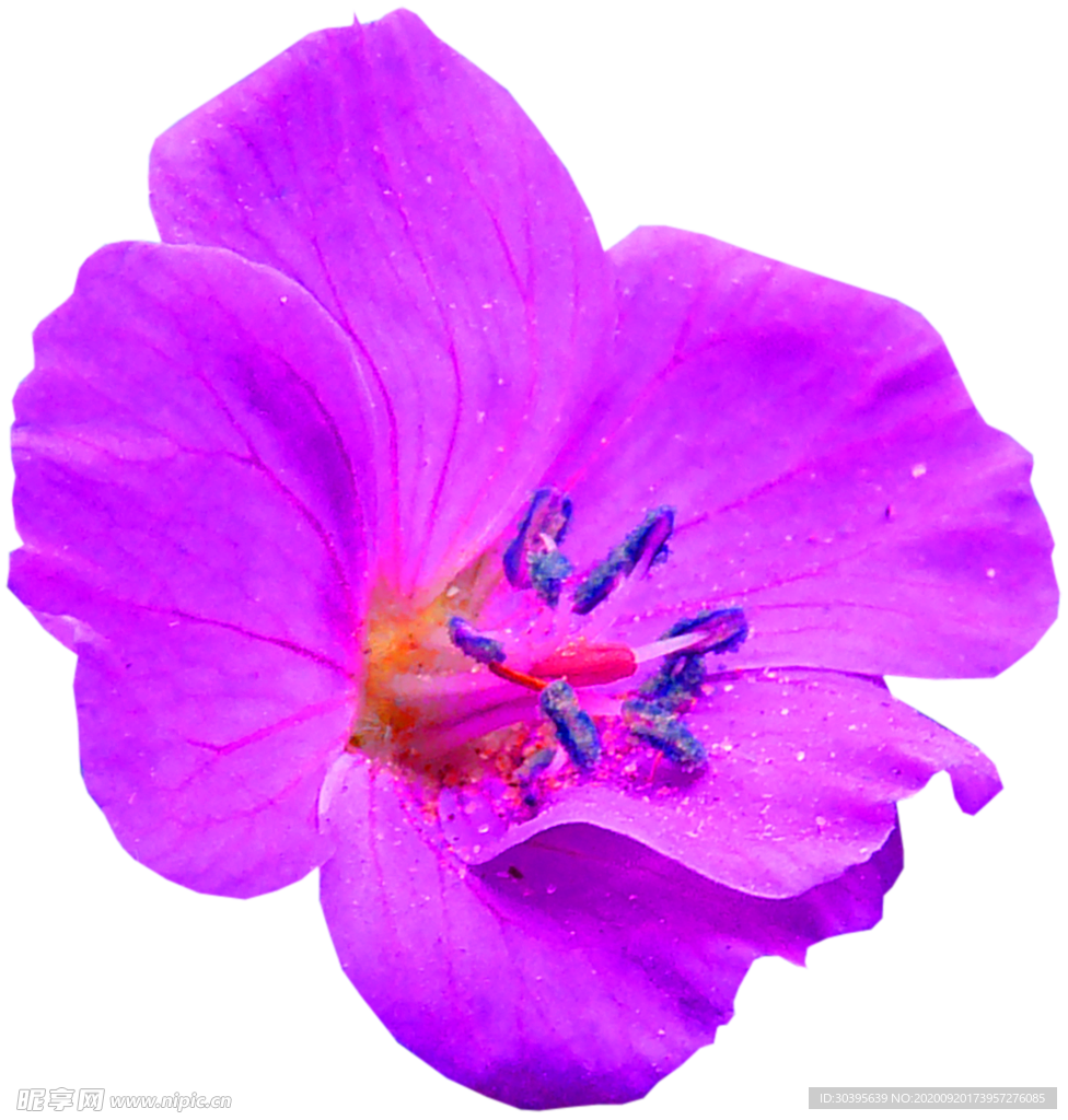花素材