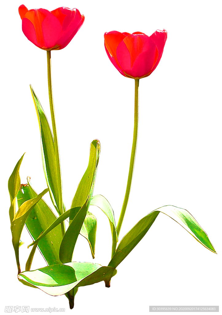 花素材