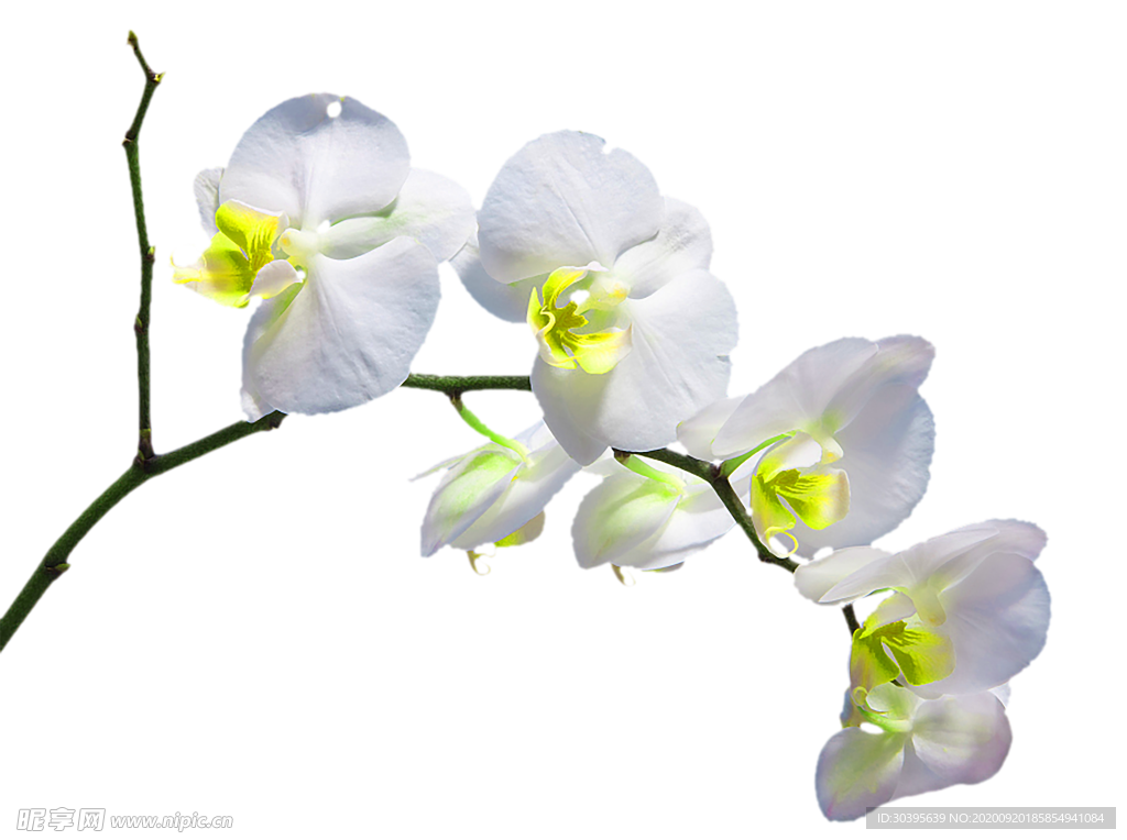 花素材
