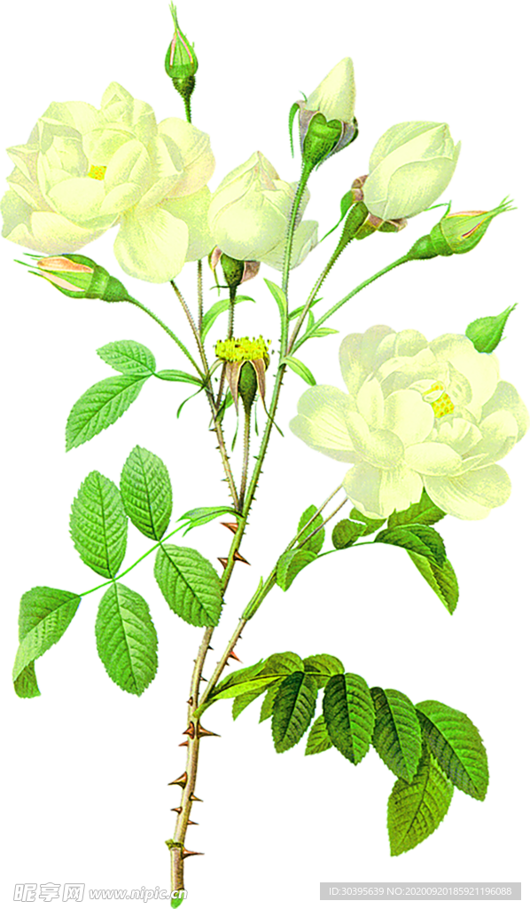 花素材