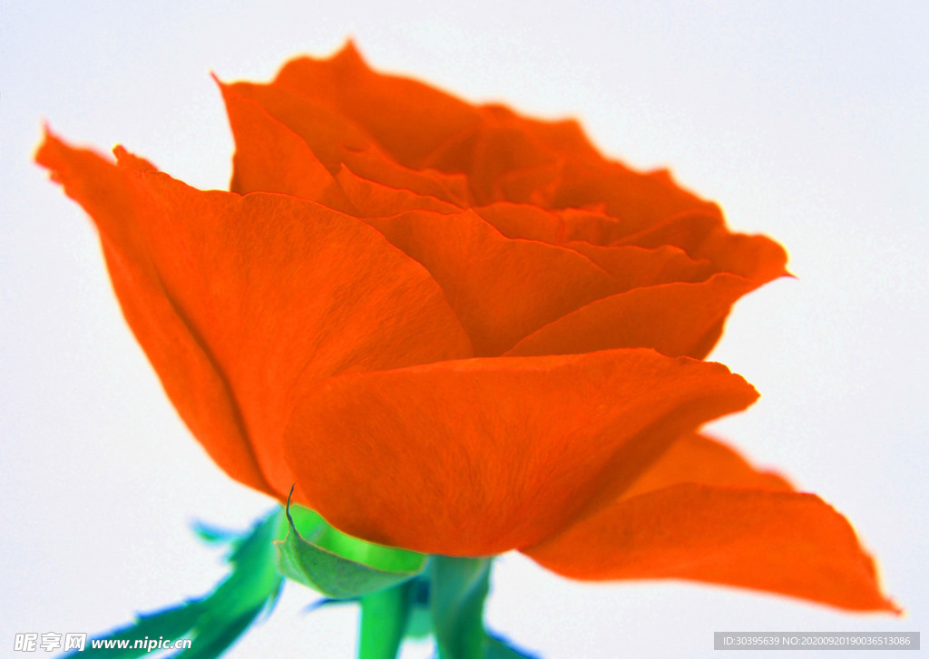 花素材