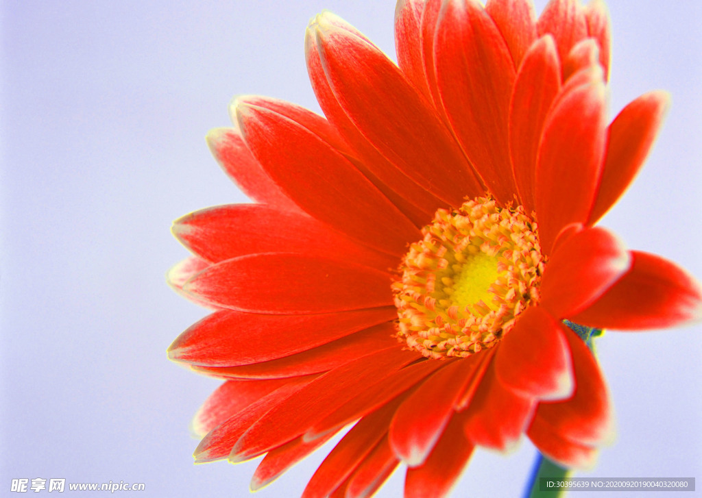 花素材