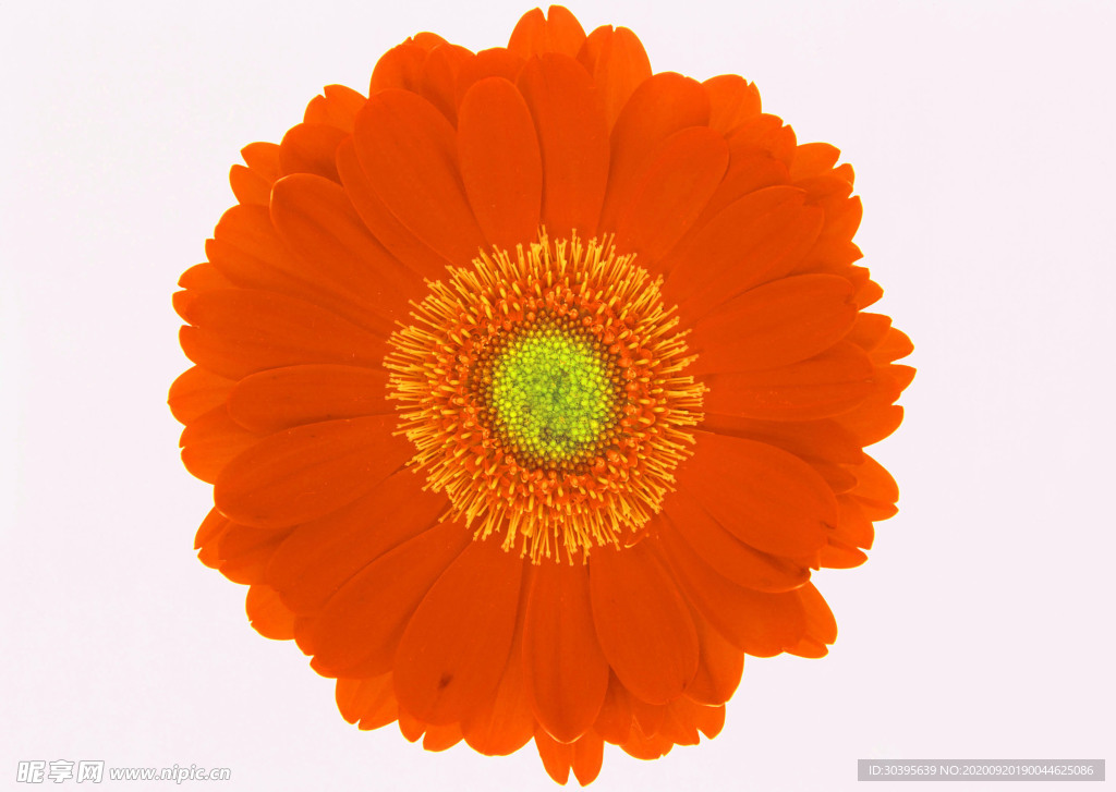 花素材