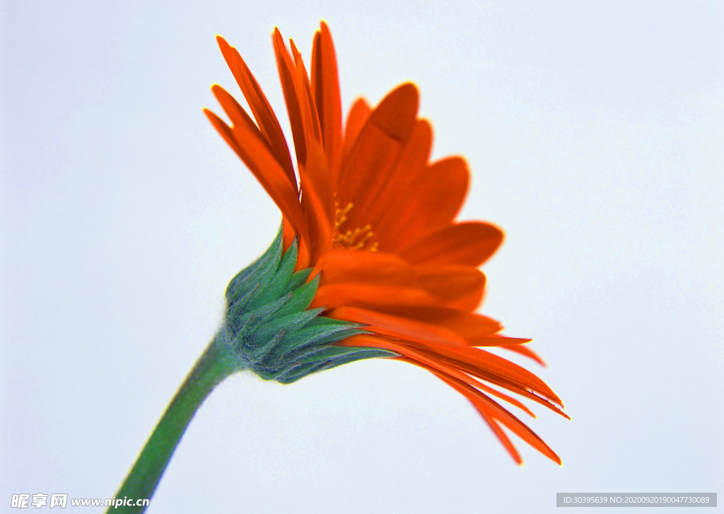 花素材