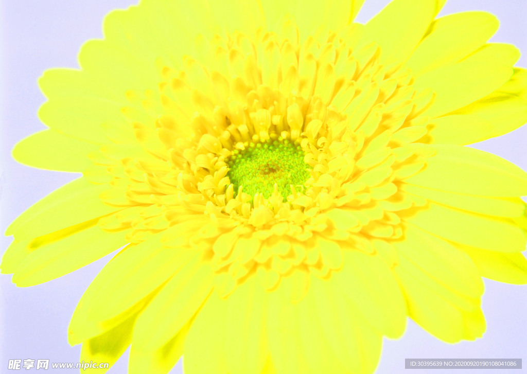 花素材
