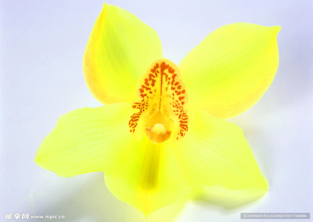 花素材
