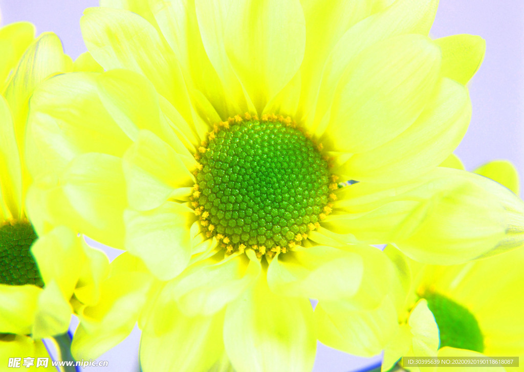 花素材