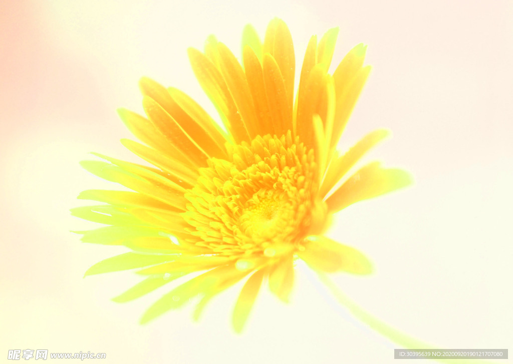 花素材