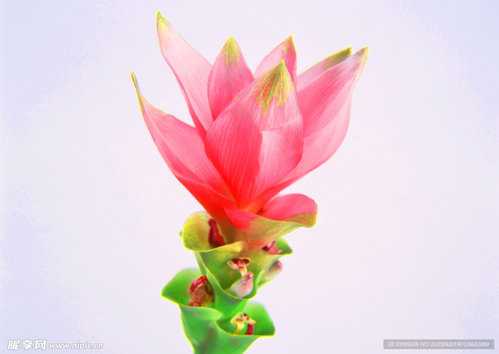 花素材