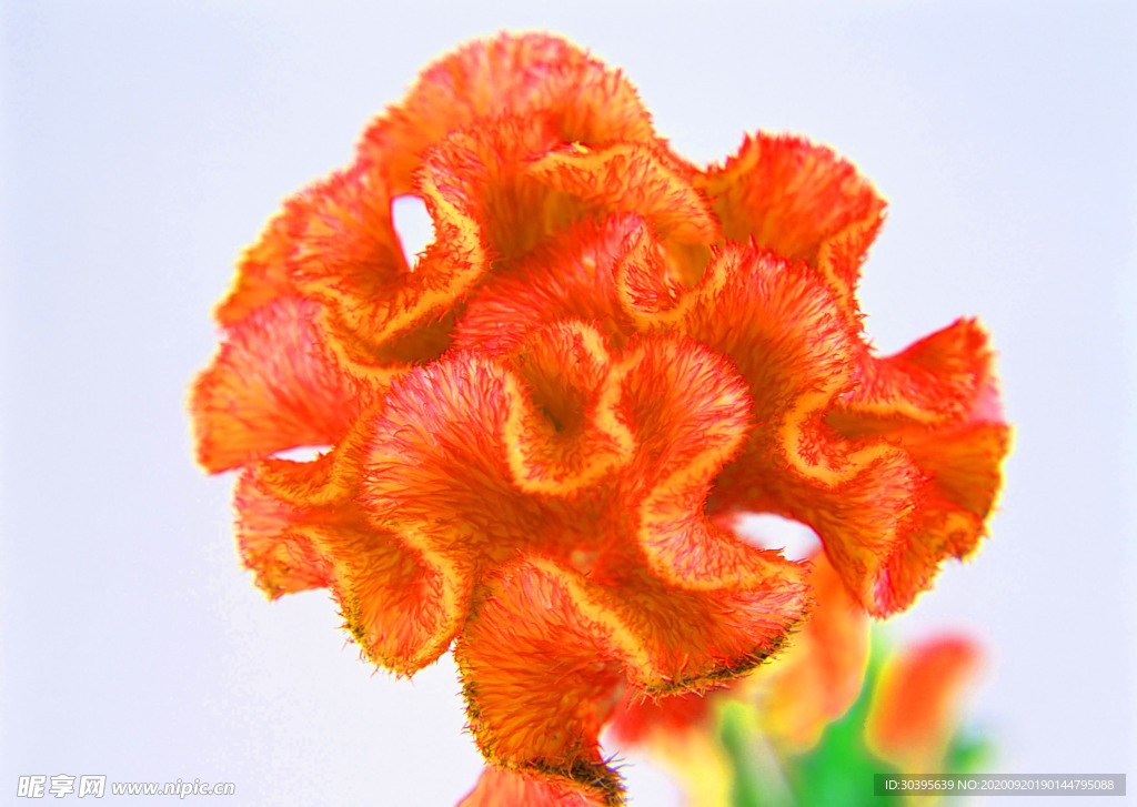花素材