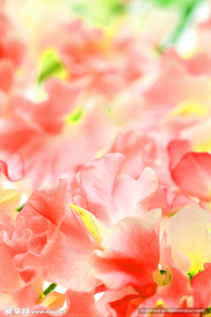 花素材
