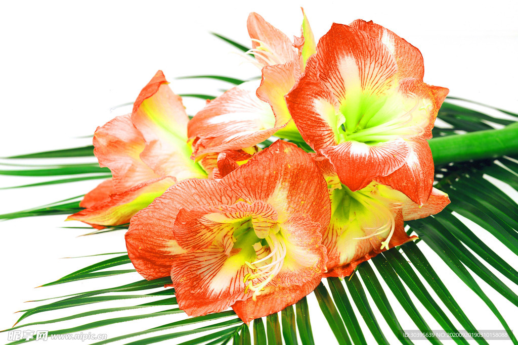 花素材