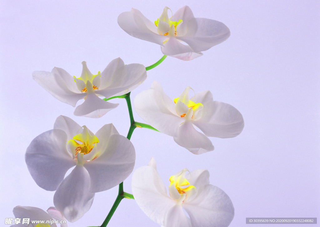 花素材
