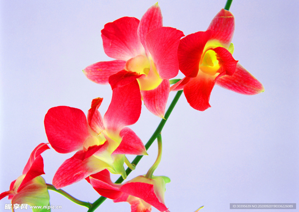 花素材